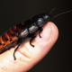 Illustration for article titled Cute Valentines Day Gift: Adopt a Hissing Cockroach in Your Exs Name